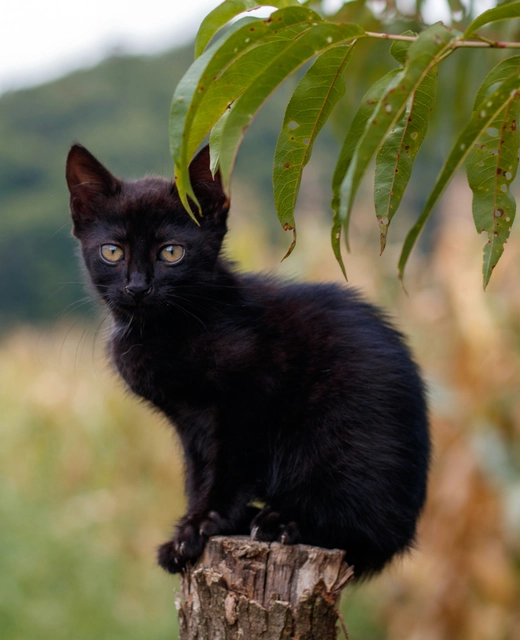 Black kitten